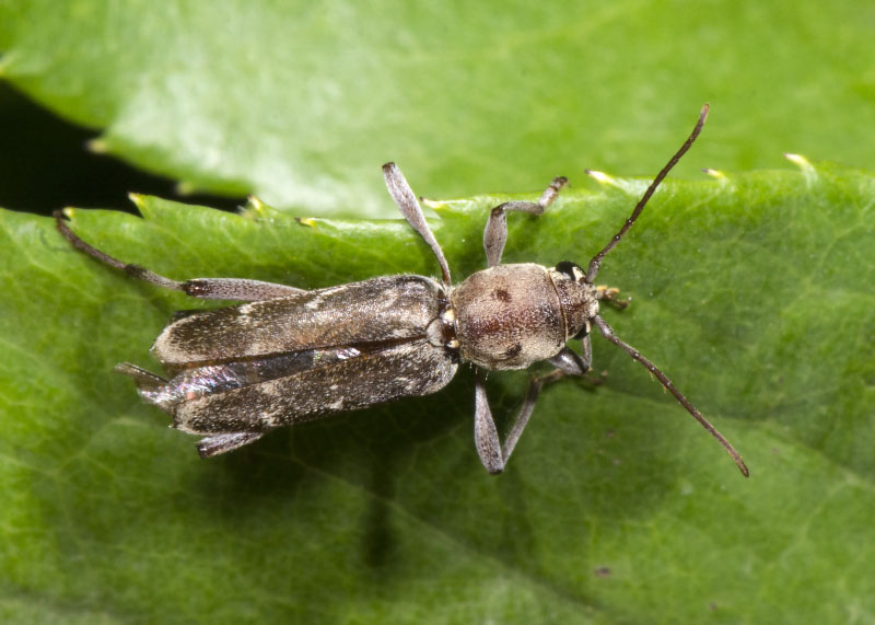Cerambycidae: Xylotrechus stebbingi